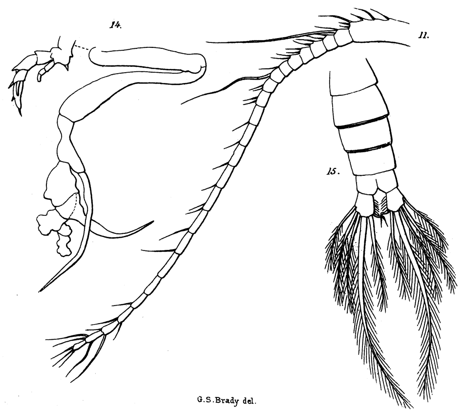 Espèce Undinula vulgaris - Planche 20 de figures morphologiques