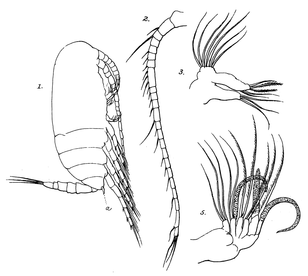 Espce Scolecithricella minor - Planche 15 de figures morphologiques