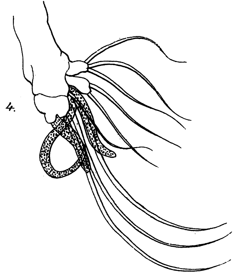 Espèce Scolecithricella minor - Planche 16 de figures morphologiques