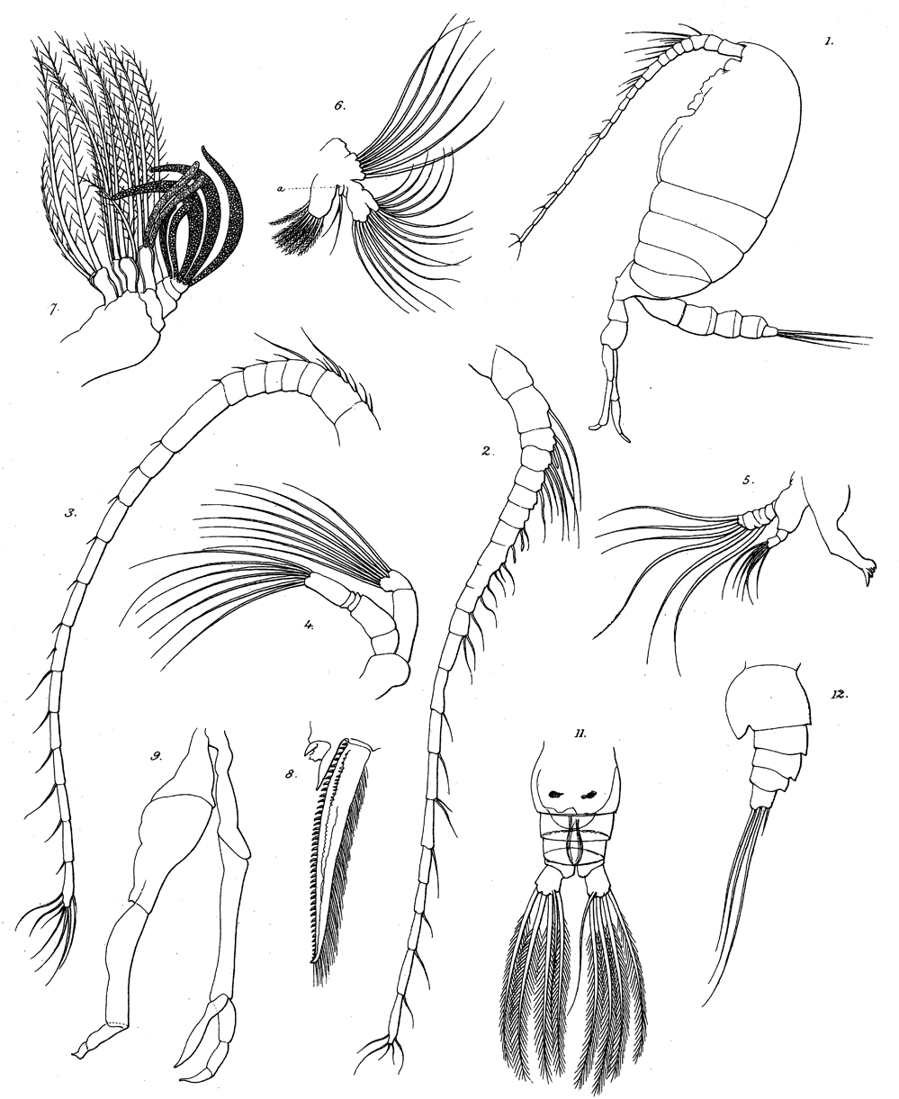 Espèce Scolecithrix danae - Planche 24 de figures morphologiques