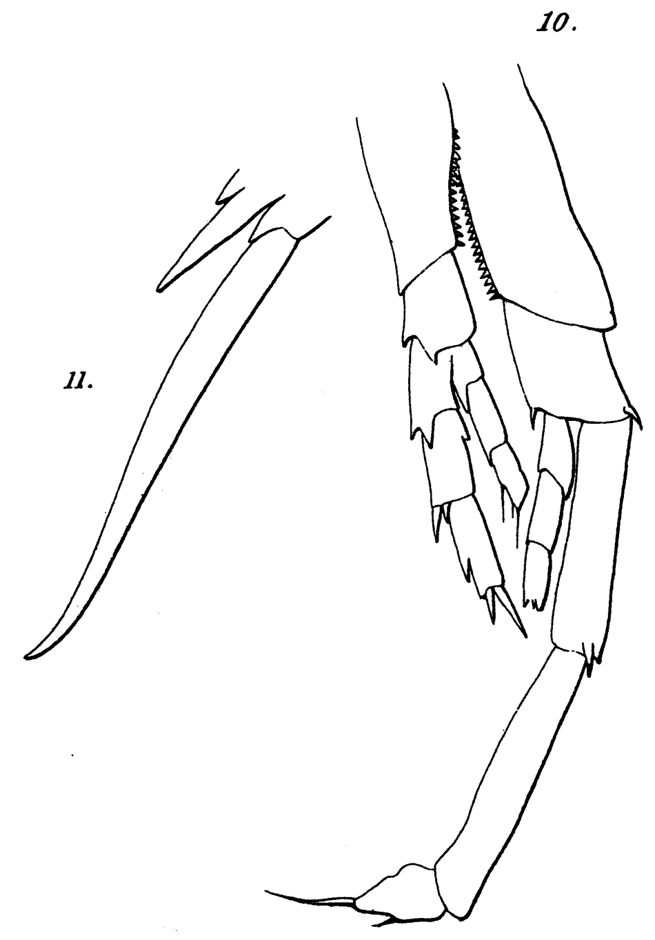 Espèce Calanus propinquus - Planche 19 de figures morphologiques