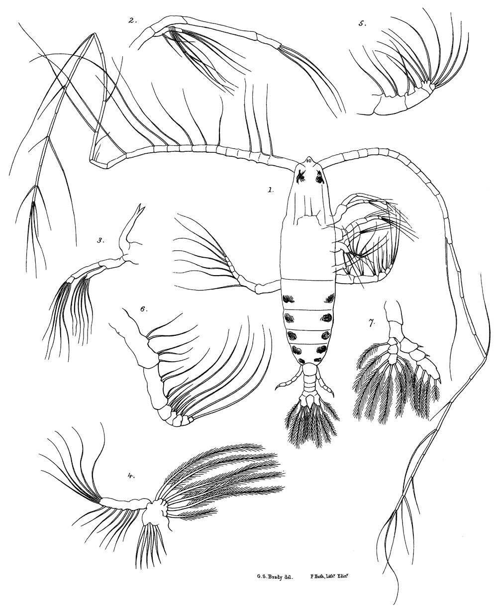 Species Haloptilus longicornis - Plate 19 of morphological figures