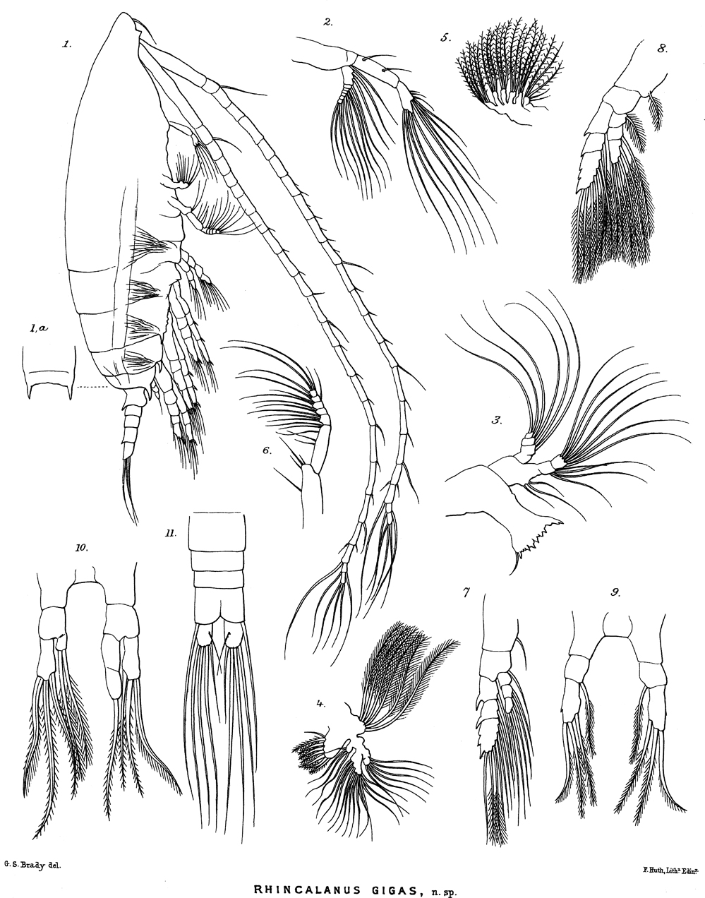 Species Rhincalanus gigas - Plate 8 of morphological figures