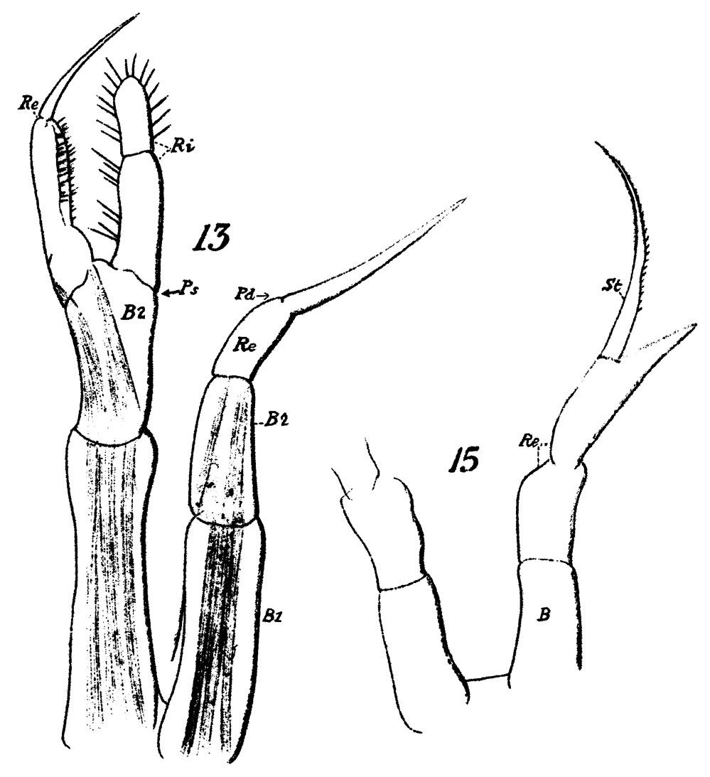 Espce Rhincalanus rostrifrons - Planche 7 de figures morphologiques