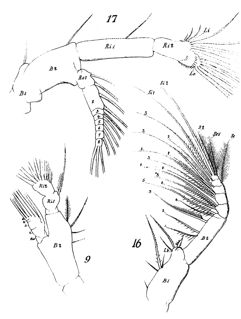 Espèce Rhincalanus nasutus - Planche 18 de figures morphologiques