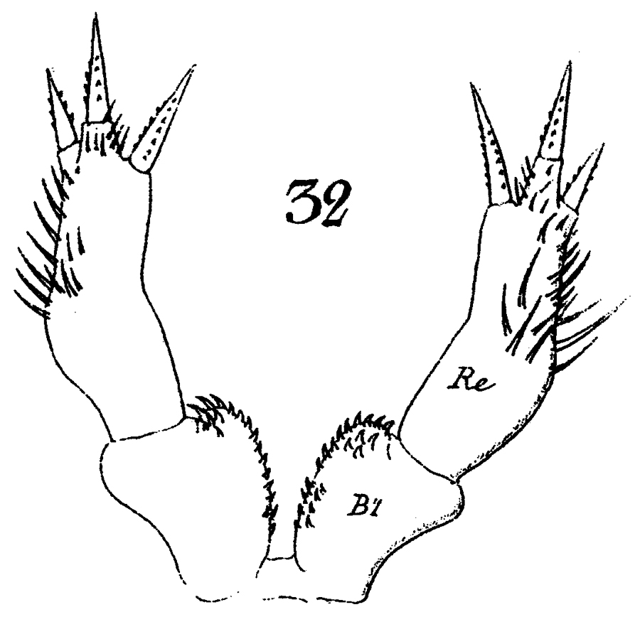 Species Xanthocalanus minor - Plate 5 of morphological figures