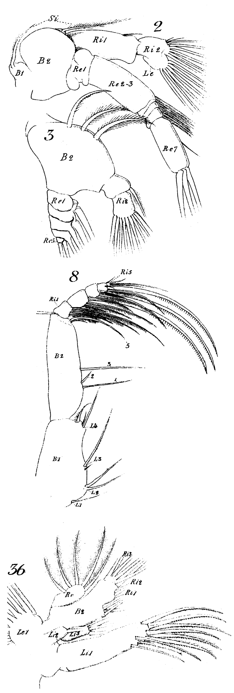 Espèce Phaenna spinifera - Planche 16 de figures morphologiques