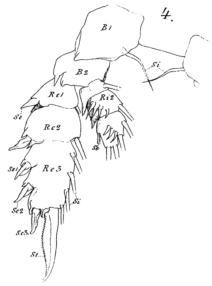 Espce Phaenna spinifera - Planche 17 de figures morphologiques