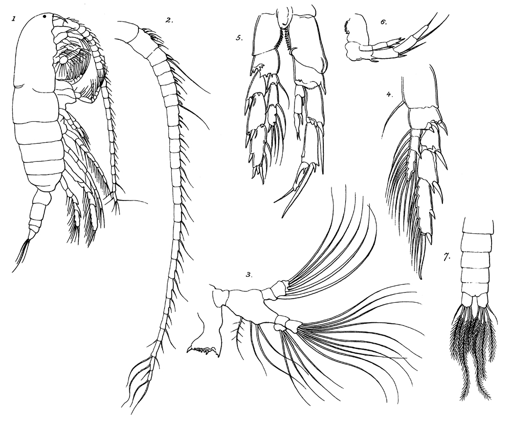 Espèce Nannocalanus minor - Planche 20 de figures morphologiques