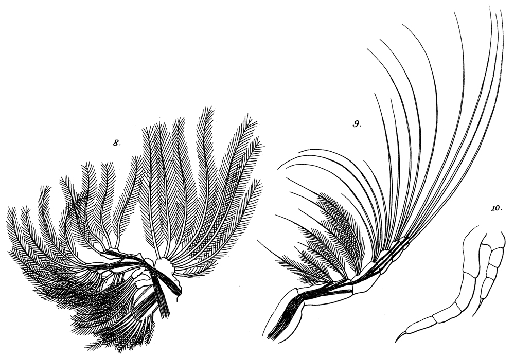 Espèce Pareucalanus attenuatus - Planche 26 de figures morphologiques