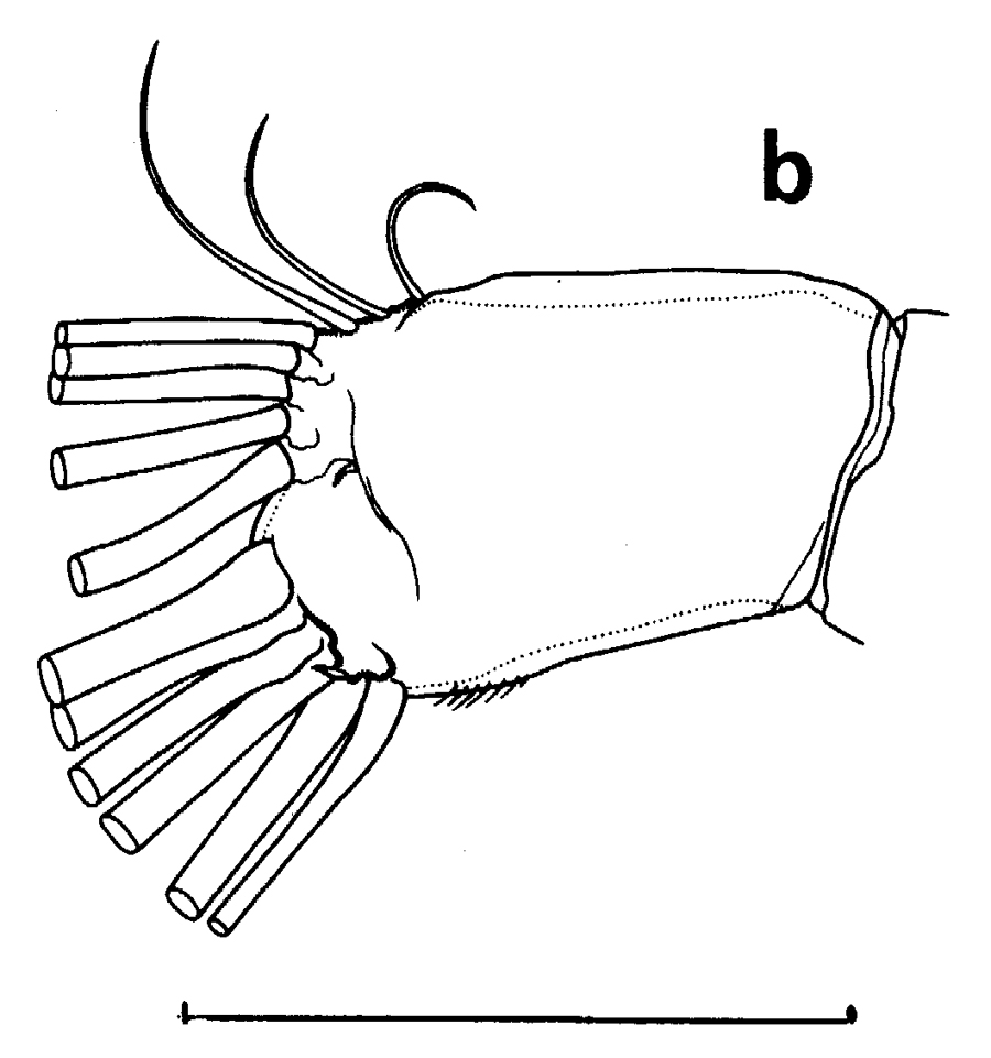 Espce Euchirella rostrata - Planche 34 de figures morphologiques