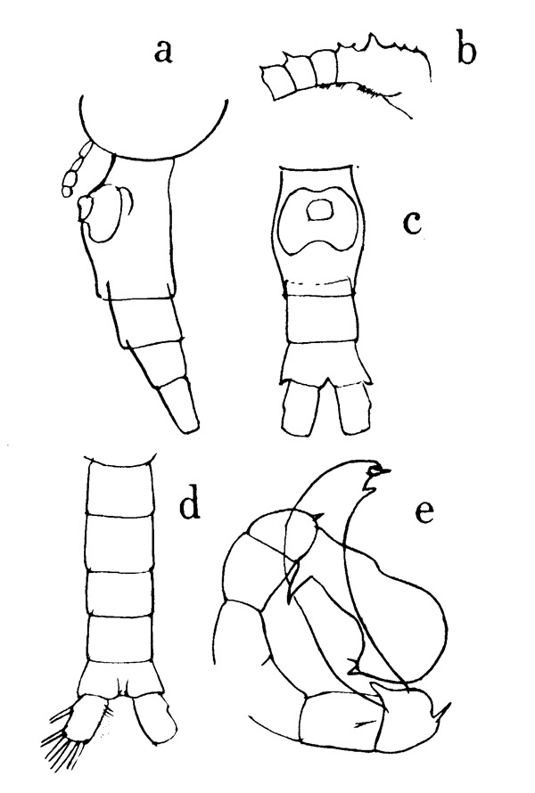 Espce Pleuromamma indica - Planche 1 de figures morphologiques
