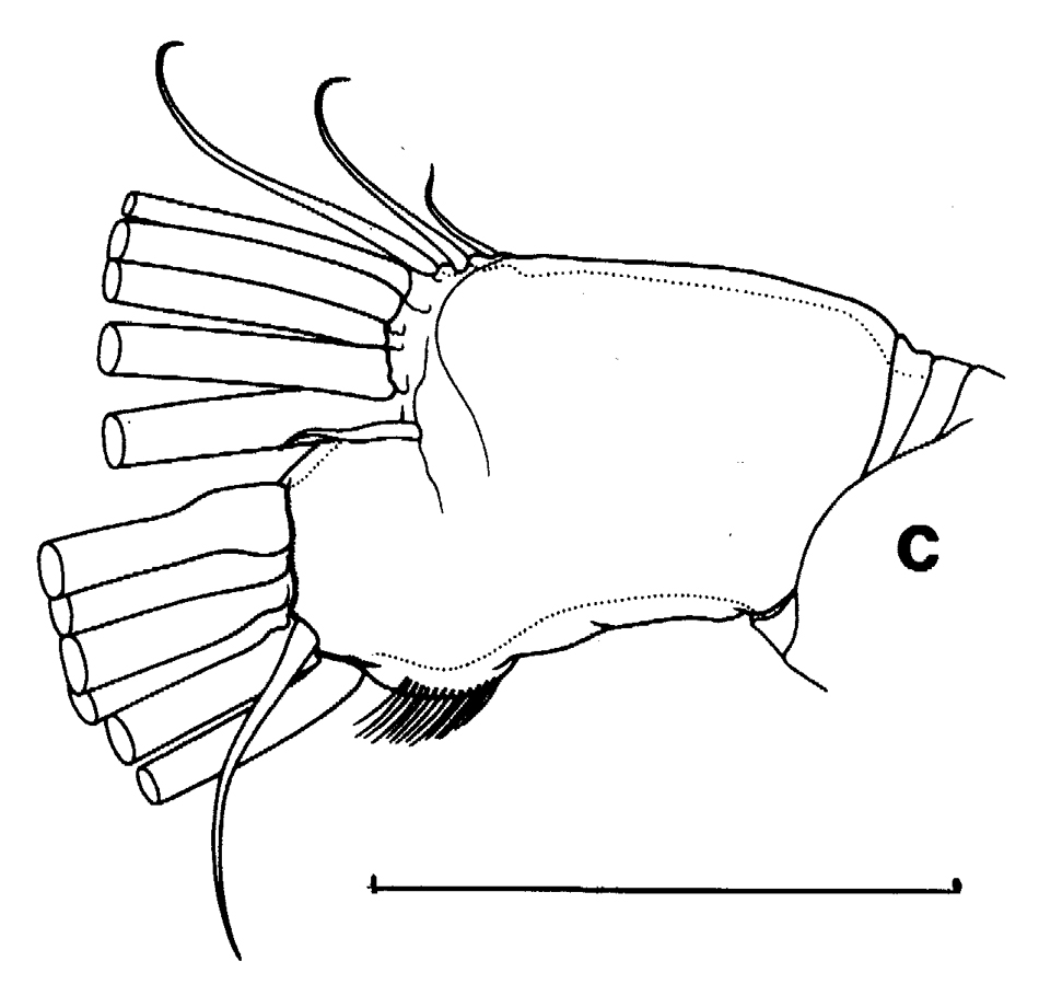 Espce Euchirella truncata - Planche 21 de figures morphologiques