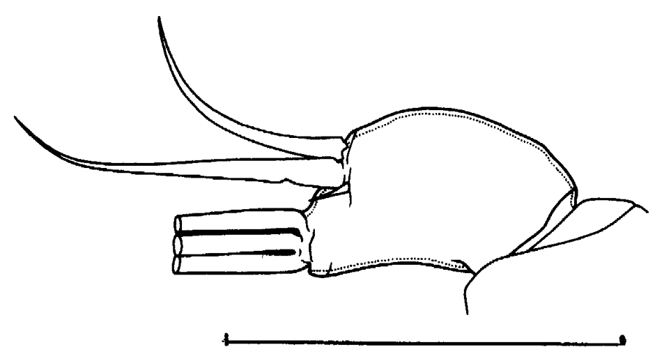 Espce Euchirella curticauda - Planche 20 de figures morphologiques