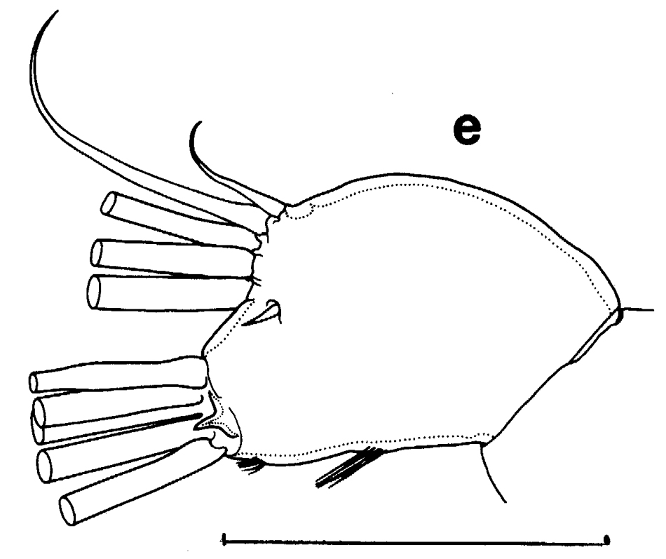 Espce Euchirella maxima - Planche 26 de figures morphologiques