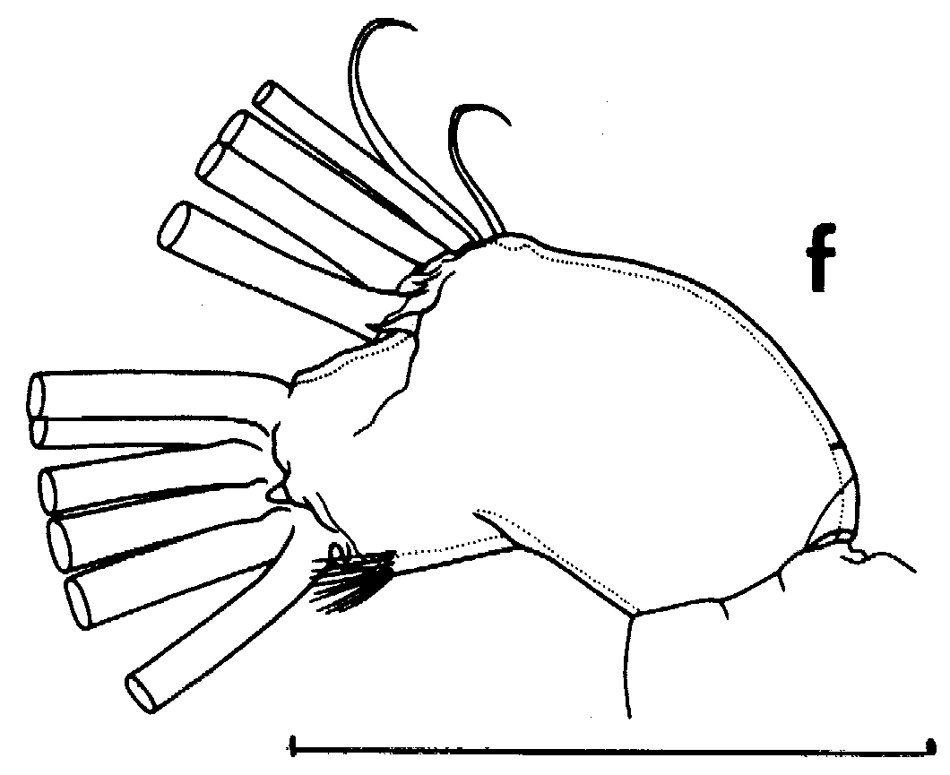 Espèce Euchirella bitumida - Planche 14 de figures morphologiques