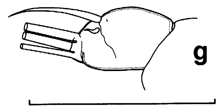 Espce Euchirella amoena - Planche 16 de figures morphologiques