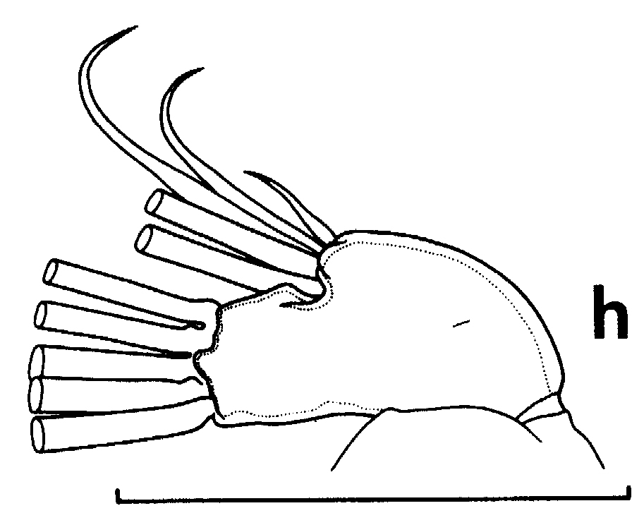 Espce Euchirella bella - Planche 17 de figures morphologiques