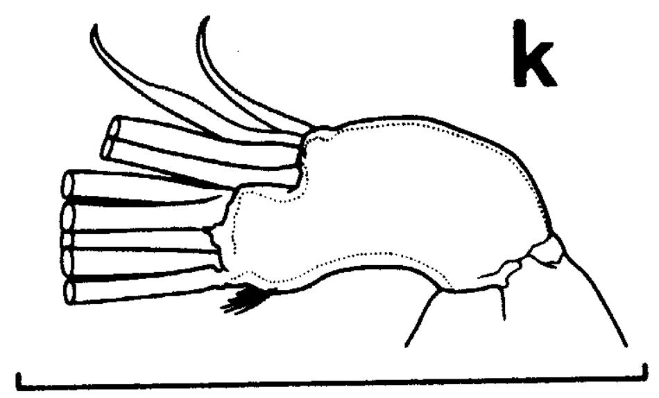 Species Euchirella splendens - Plate 8 of morphological figures