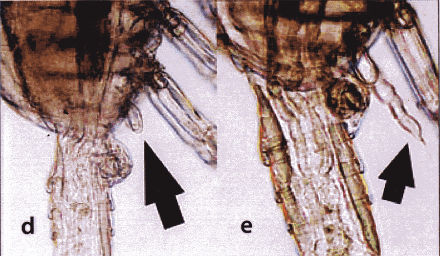 Species Bestiolina arabica - Plate 8 of morphological figures