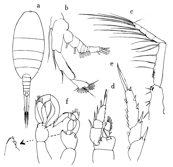 Espce Lucicutia sewelli - Planche 1 de figures morphologiques