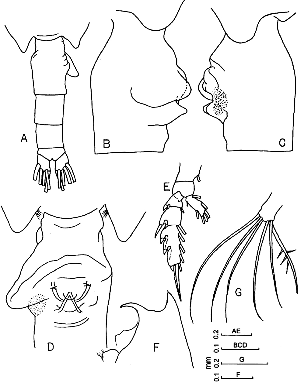 Espèce Euchaeta concinna - Planche 15 de figures morphologiques