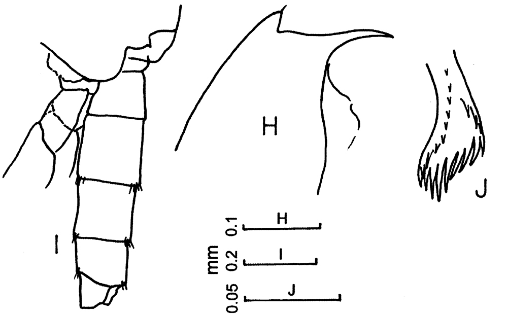 Espce Euchaeta concinna - Planche 18 de figures morphologiques