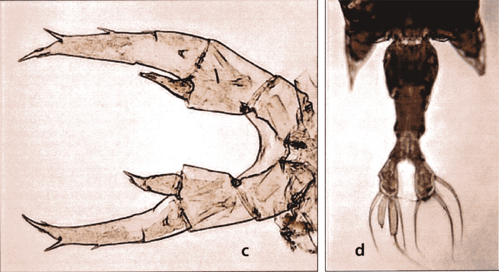 Espce Labidocera acuta - Planche 22 de figures morphologiques