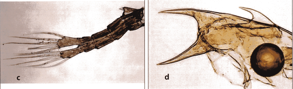 Species Labidocera acuta - Plate 23 of morphological figures