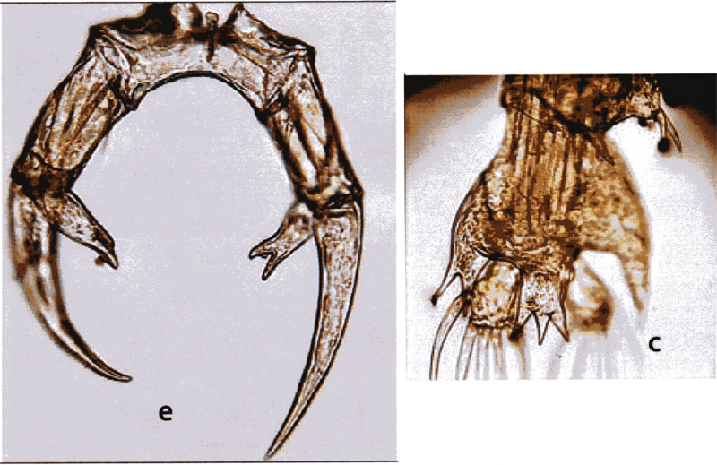 Espce Labidocera kryeri - Planche 15 de figures morphologiques