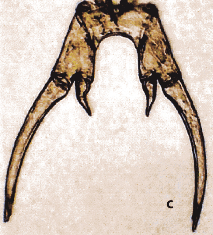 Espèce Labidocera bengalensis - Planche 2 de figures morphologiques