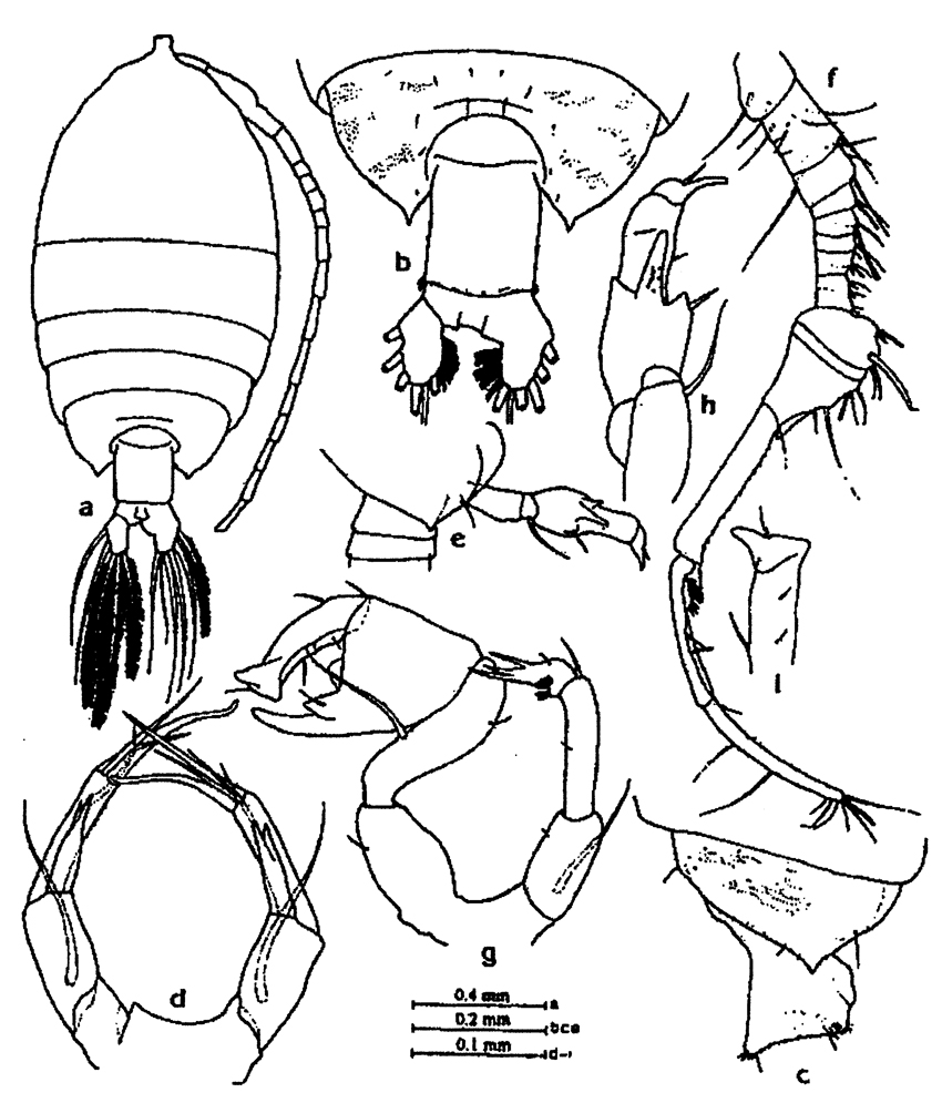 Species Pontellina morii - Plate 14 of morphological figures