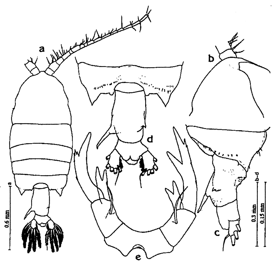 Espèce Pontellopsis sp. - Planche 1 de figures morphologiques