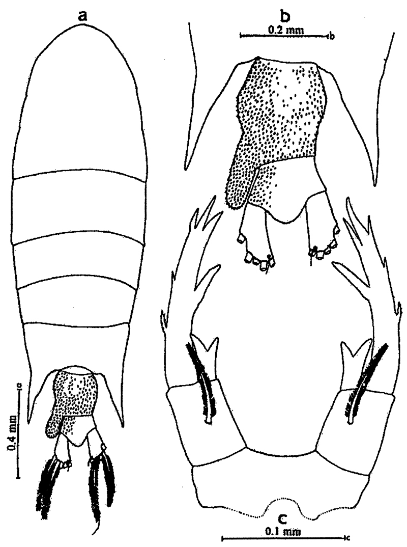 Espèce Pontellopsis villosa - Planche 15 de figures morphologiques