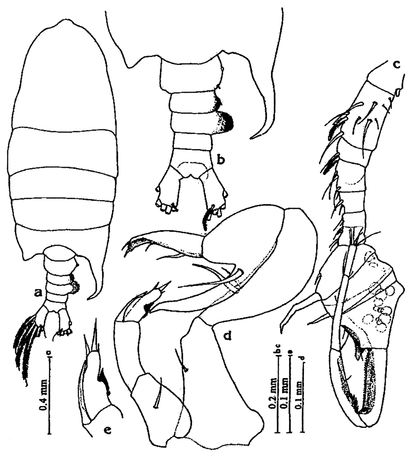 Species Pontellopsis yamadae - Plate 9 of morphological figures