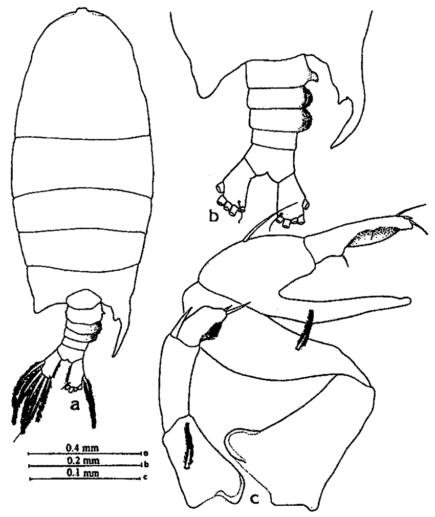 Species Pontellopsis tenuicauda - Plate 7 of morphological figures