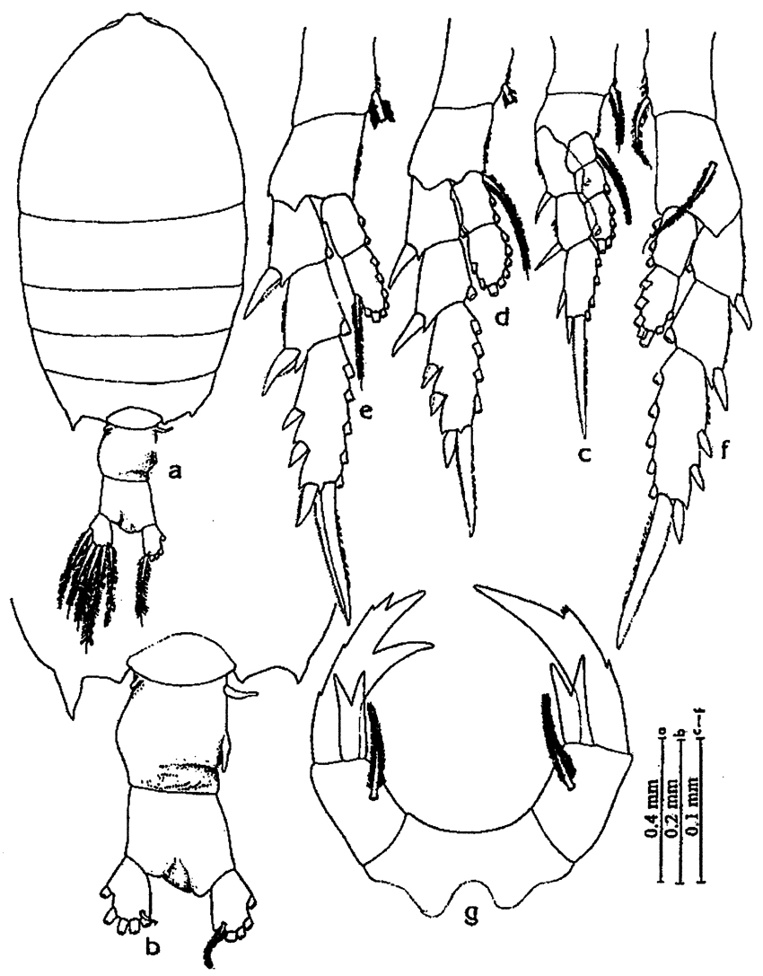 Species Pontellopsis scotti - Plate 3 of morphological figures