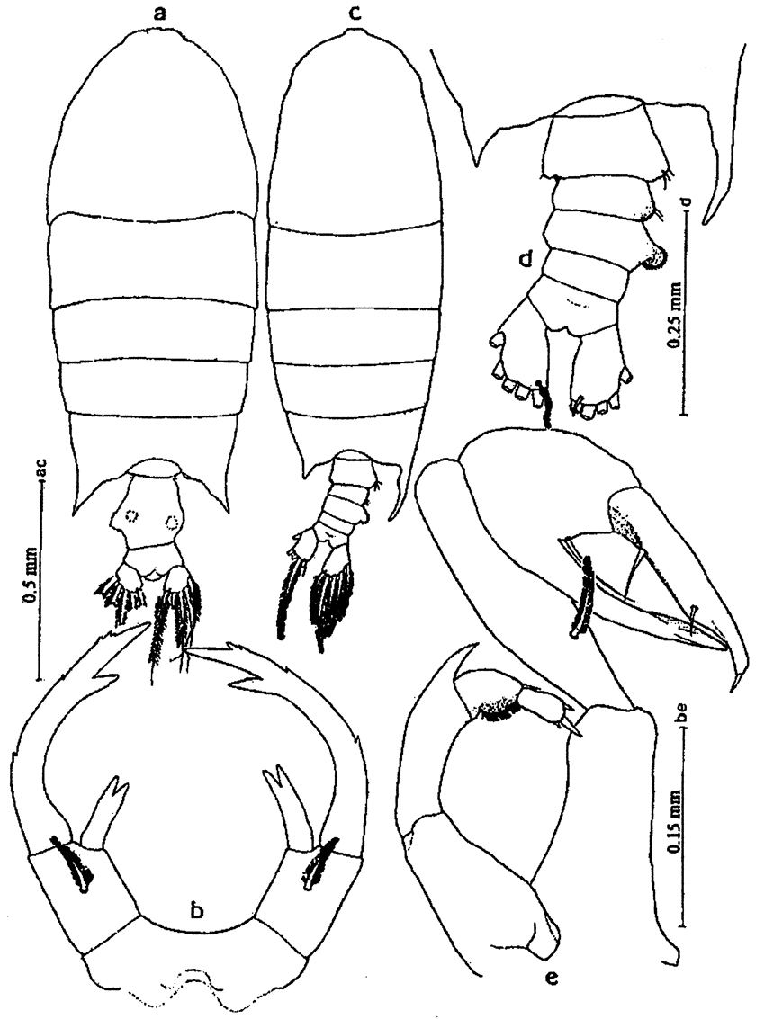 Species Pontellopsis regalis - Plate 13 of morphological figures