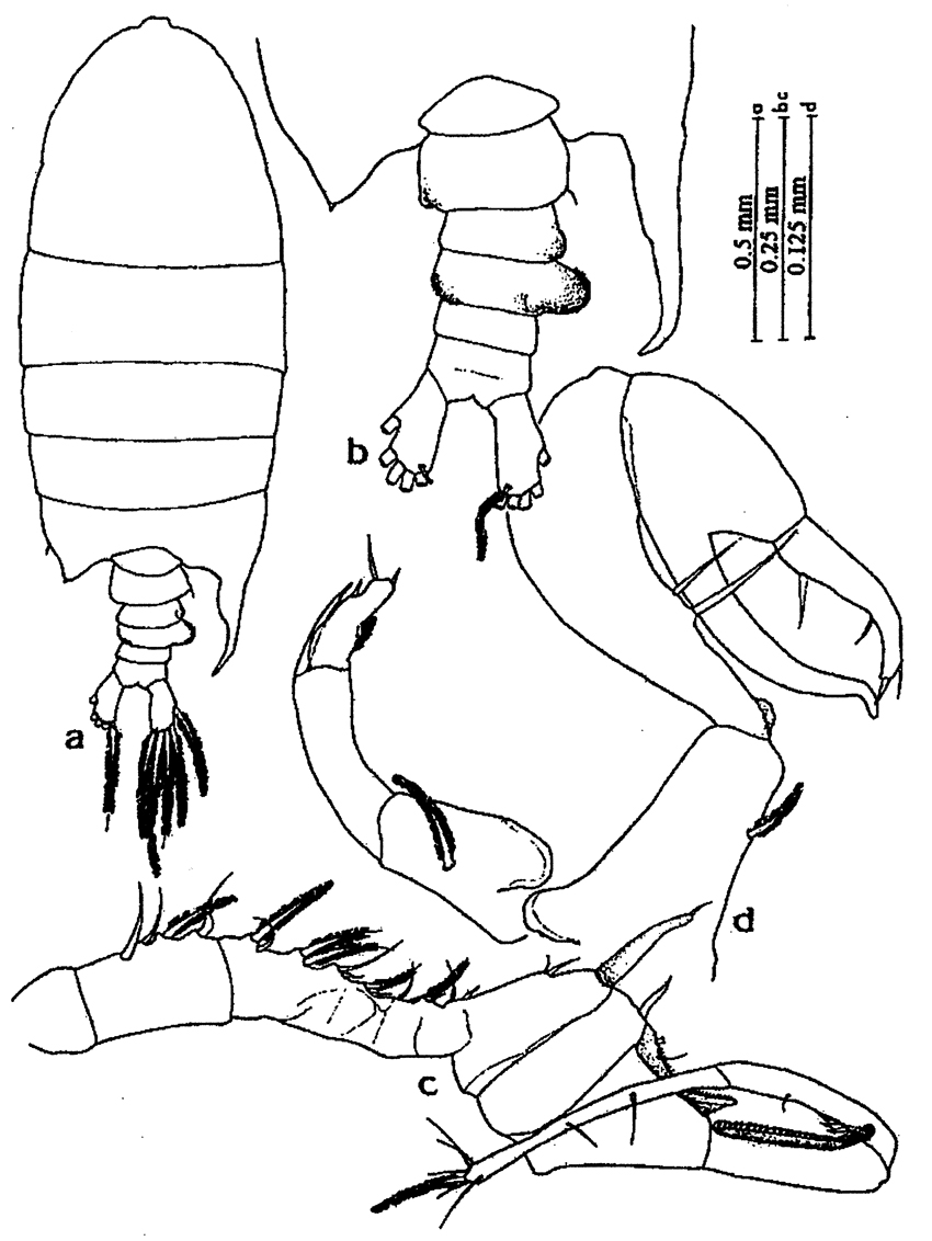 Espèce Pontellopsis perspicax - Planche 10 de figures morphologiques