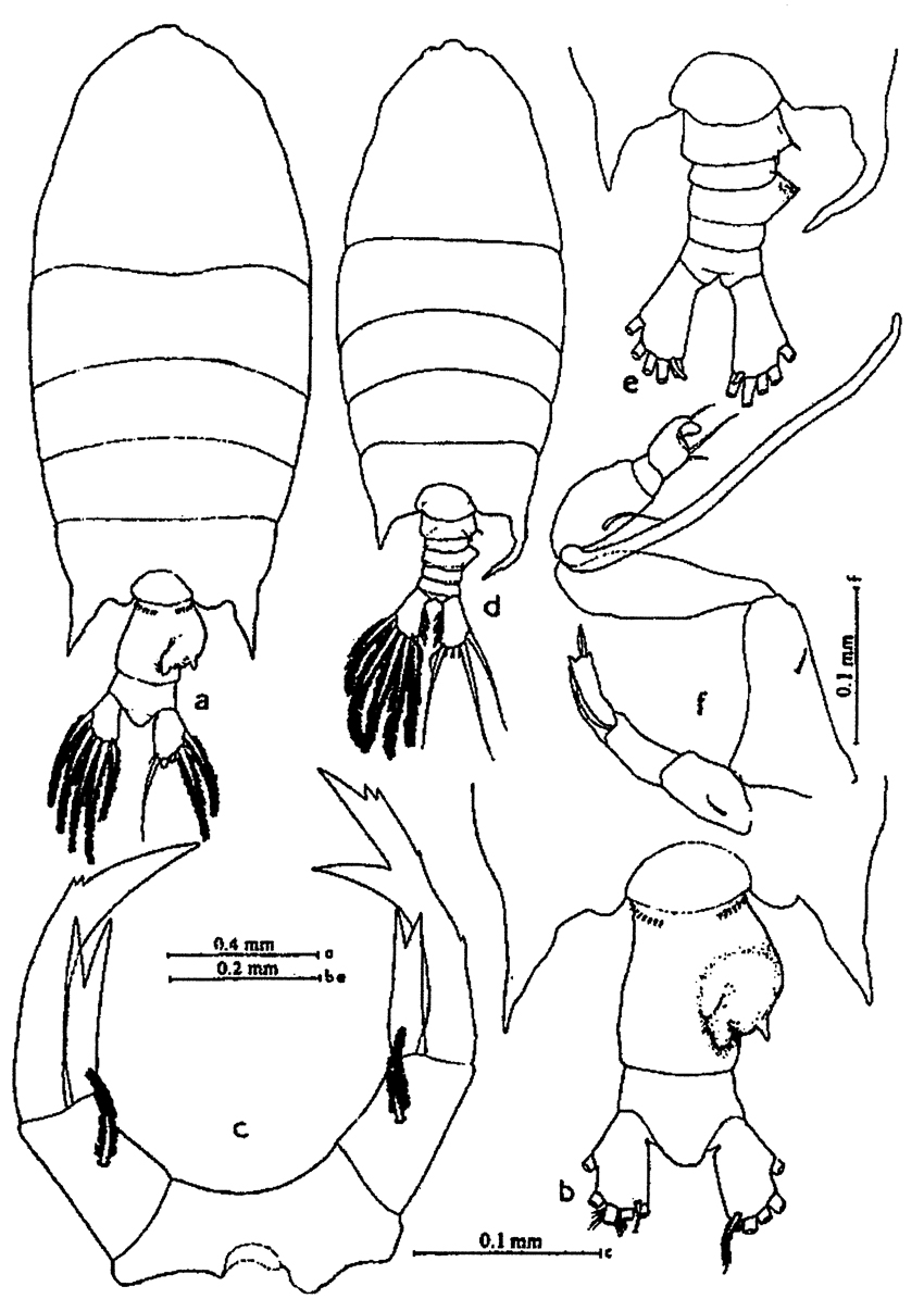 Species Pontellopsis macronyx - Plate 9 of morphological figures