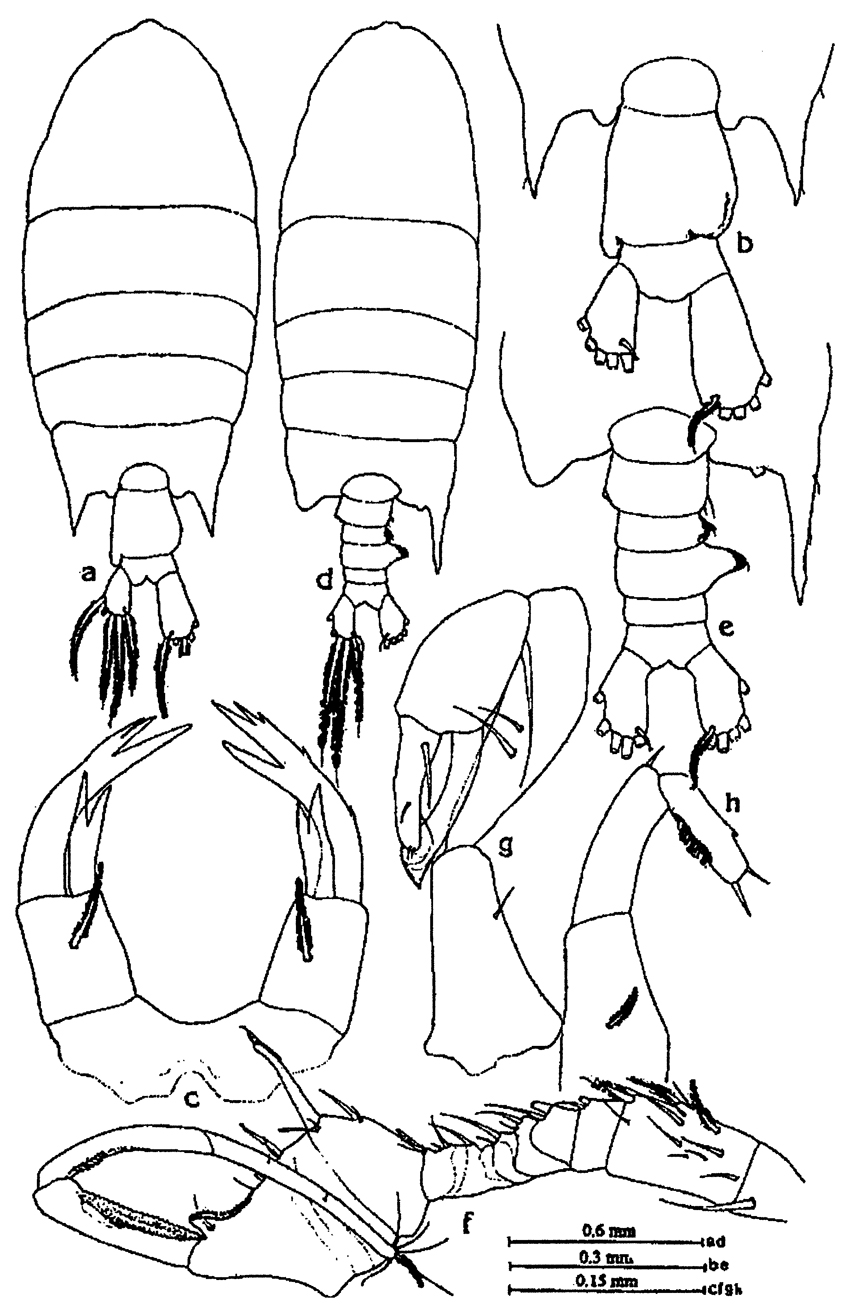 Species Pontellopsis krameri - Plate 5 of morphological figures