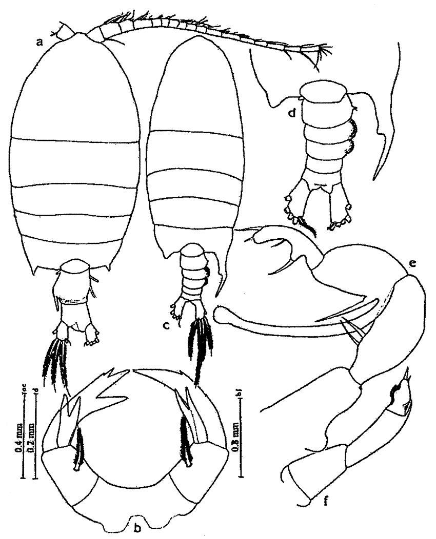 Species Pontellopsis inflatodigitata - Plate 2 of morphological figures