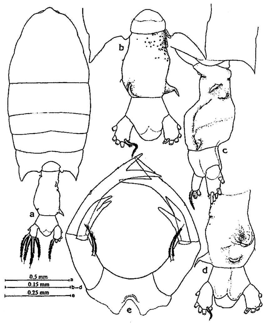 Species Pontellopsis herdmani - Plate 4 of morphological figures
