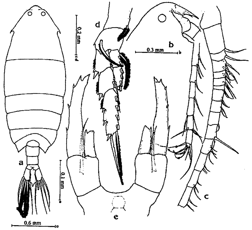 Species Pontella sp.2 - Plate 1 of morphological figures