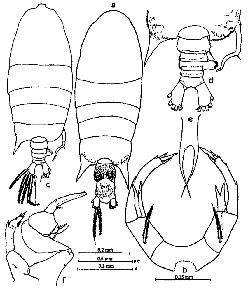 Species Pontellopsis armata - Plate 10 of morphological figures