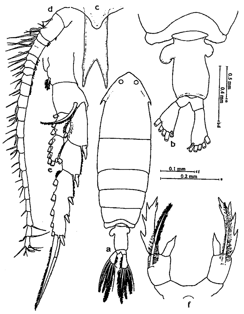 Species Pontella valida - Plate 1 of morphological figures