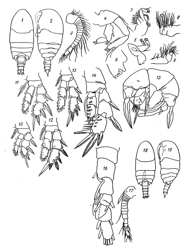 Species Pseudocyclops arguinensis - Plate 1 of morphological figures