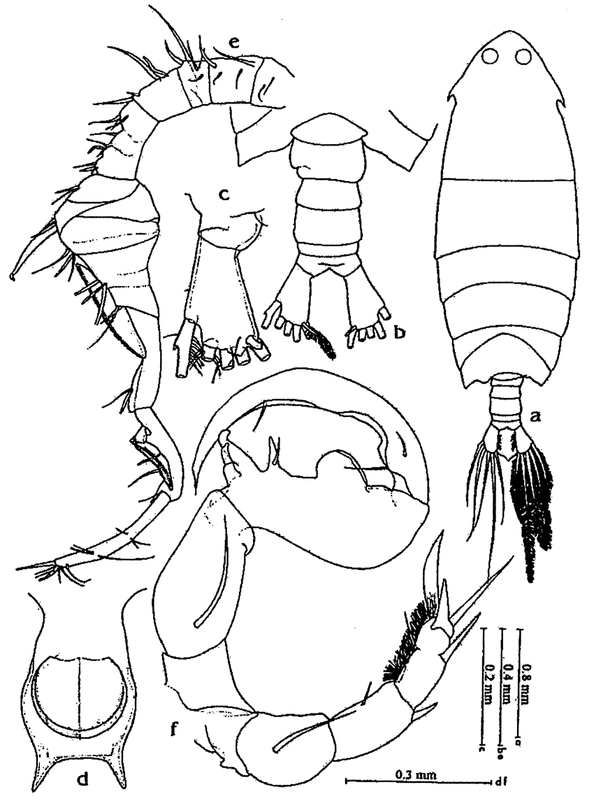 Species Pontella diagonalis - Plate 5 of morphological figures