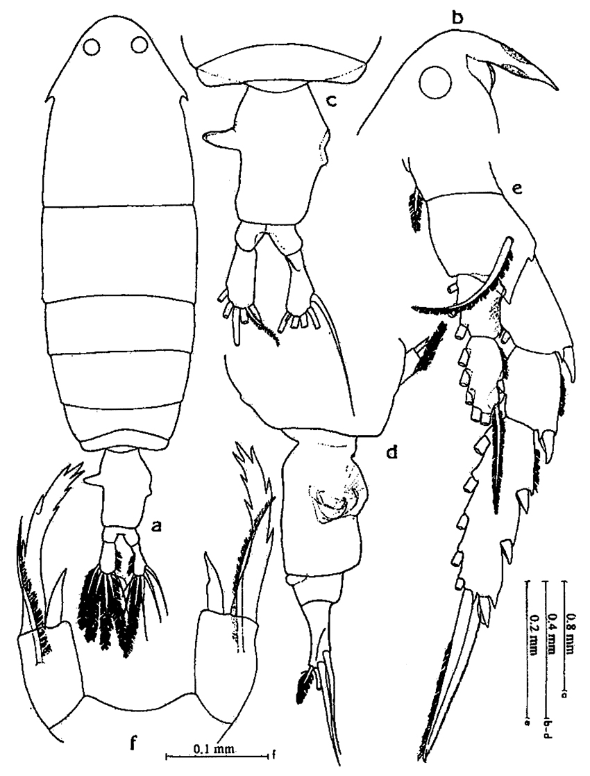 Espce Ivellopsis denticauda - Planche 3 de figures morphologiques