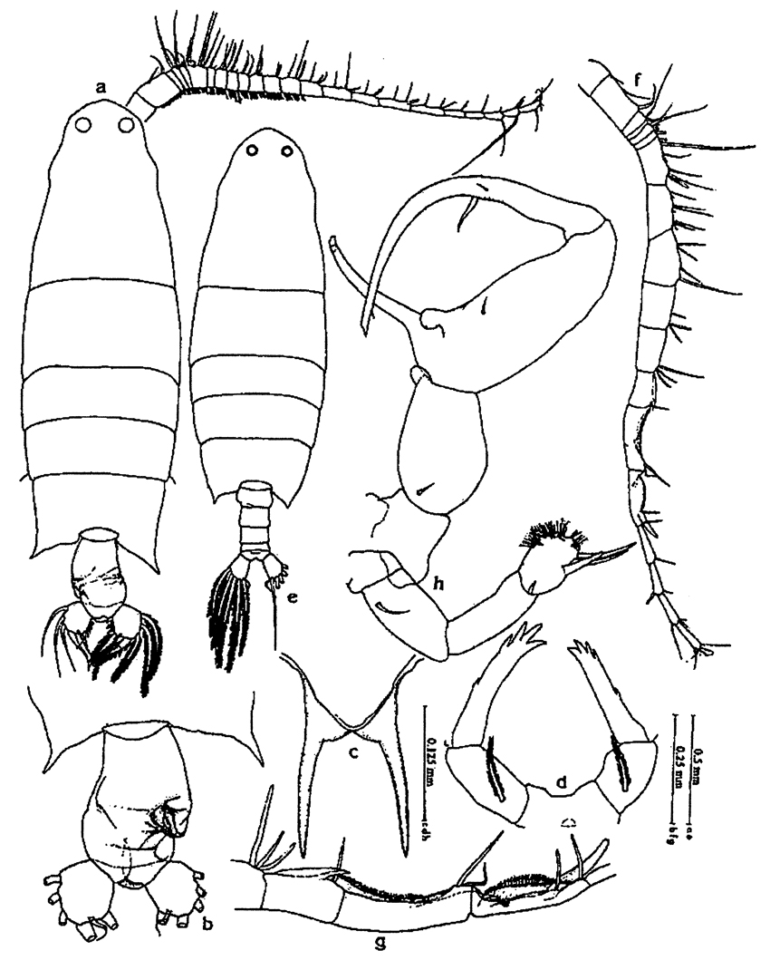 Species Labidocera sinilobata - Plate 7 of morphological figures